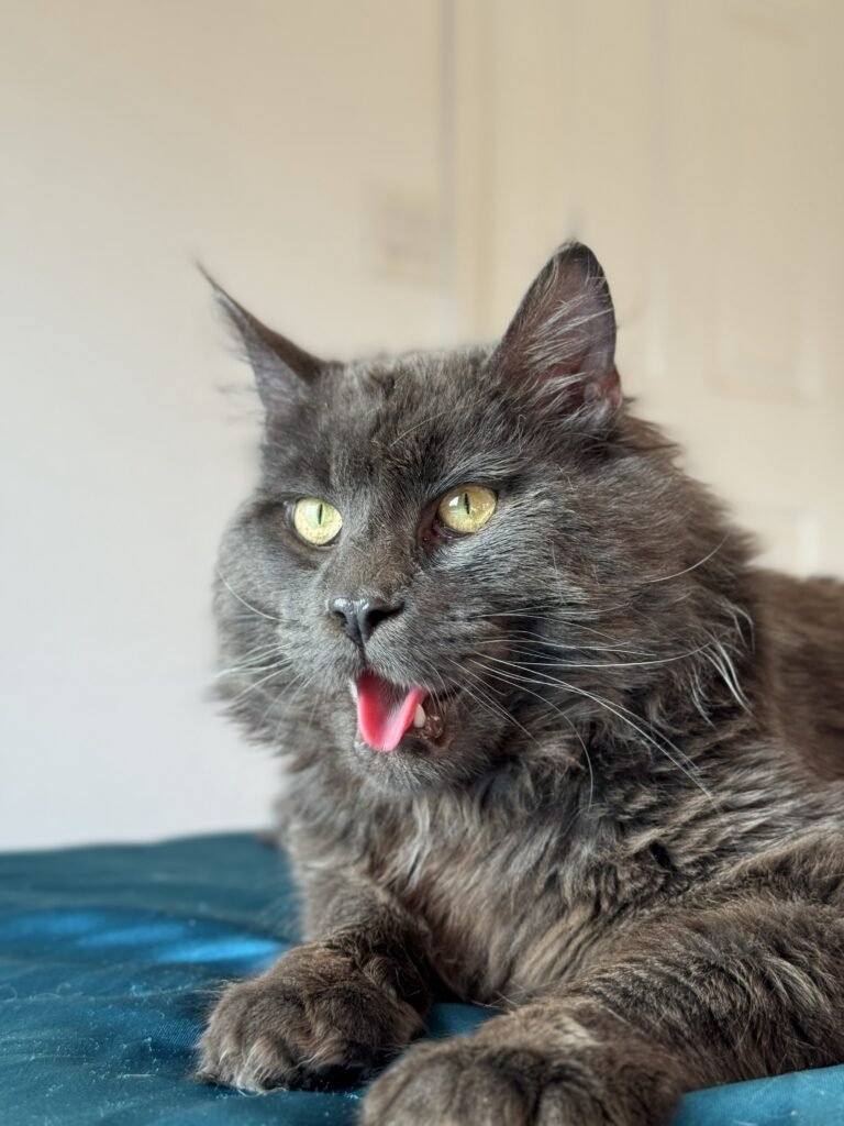 Gori of HausWhiskerfell