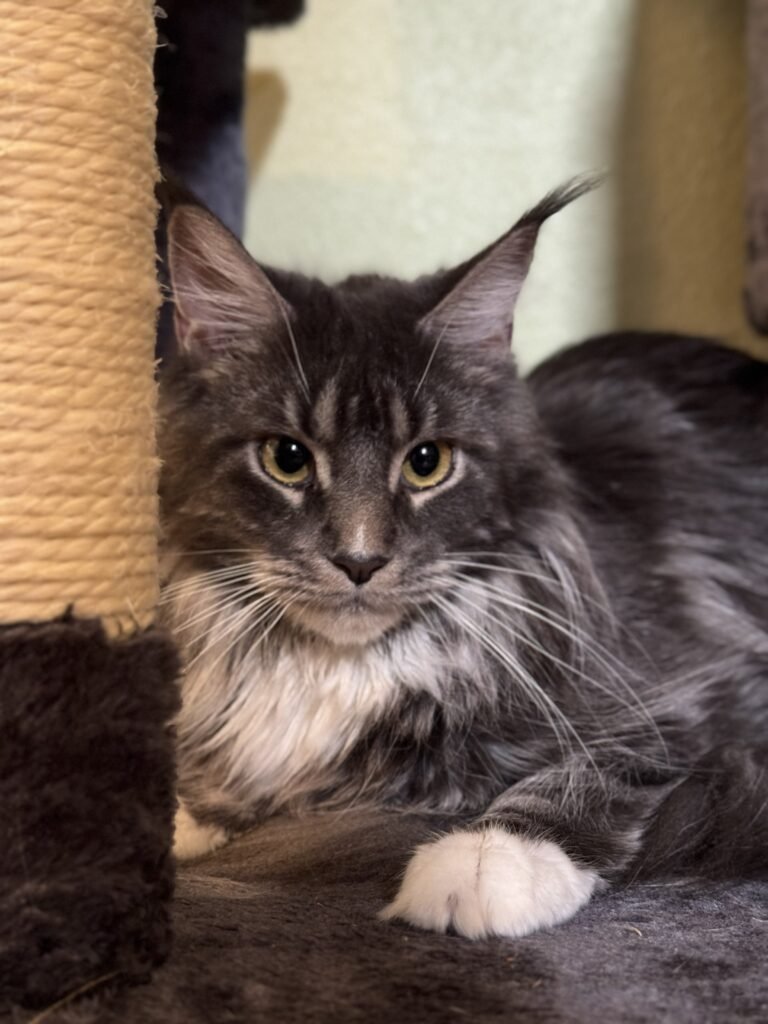 Fiona