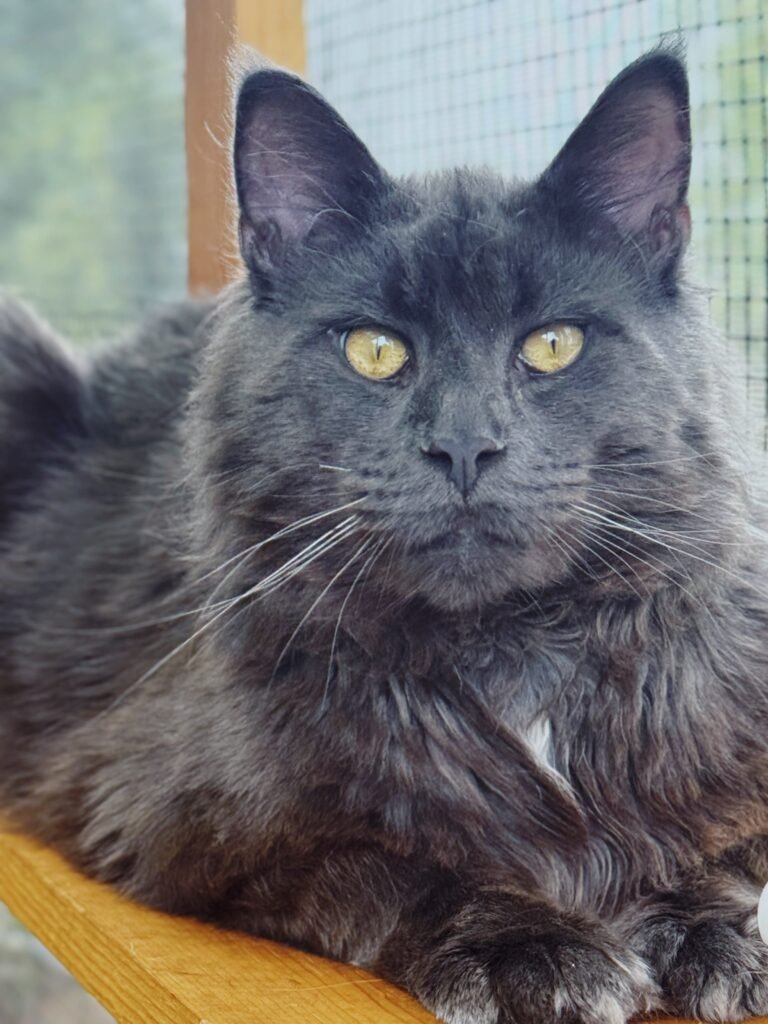 Gori of HausWhiskerfell