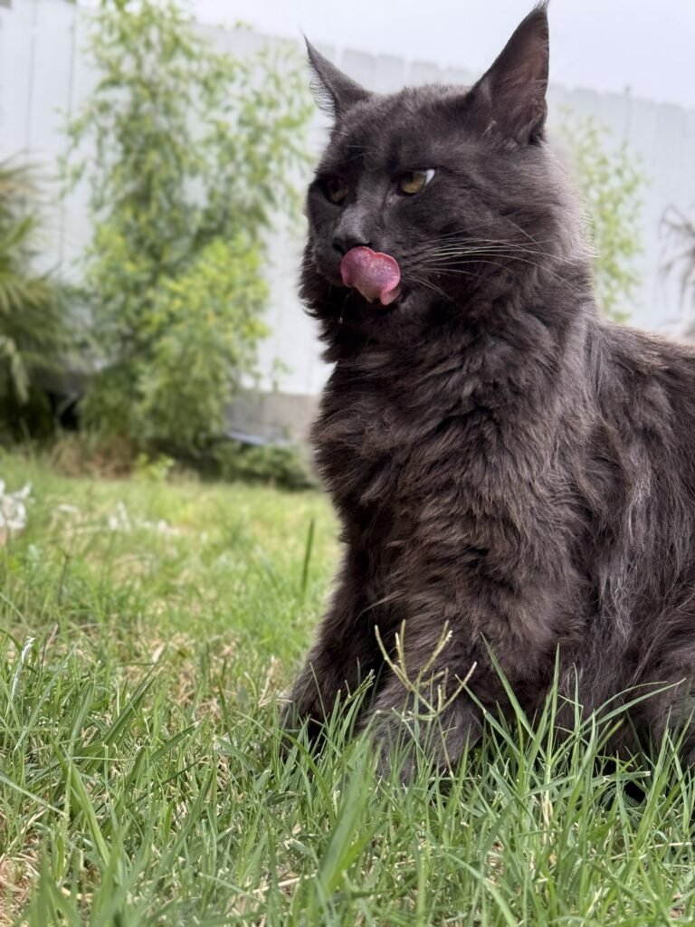 Gori of HausWhiskerfell