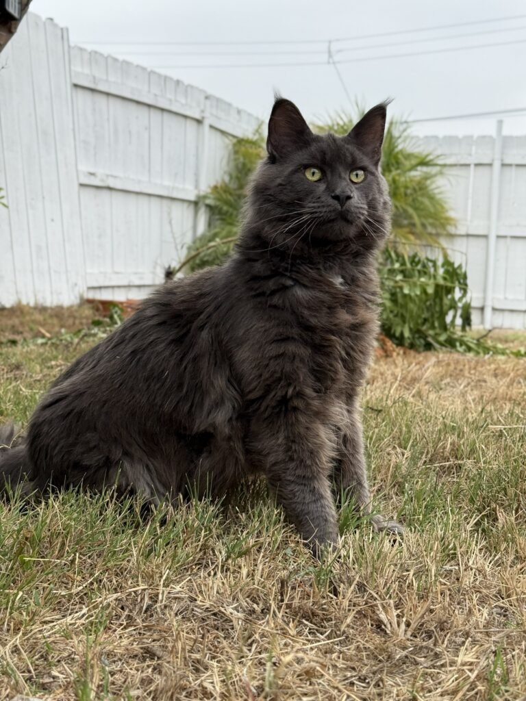 Gori of HausWhiskerfell
