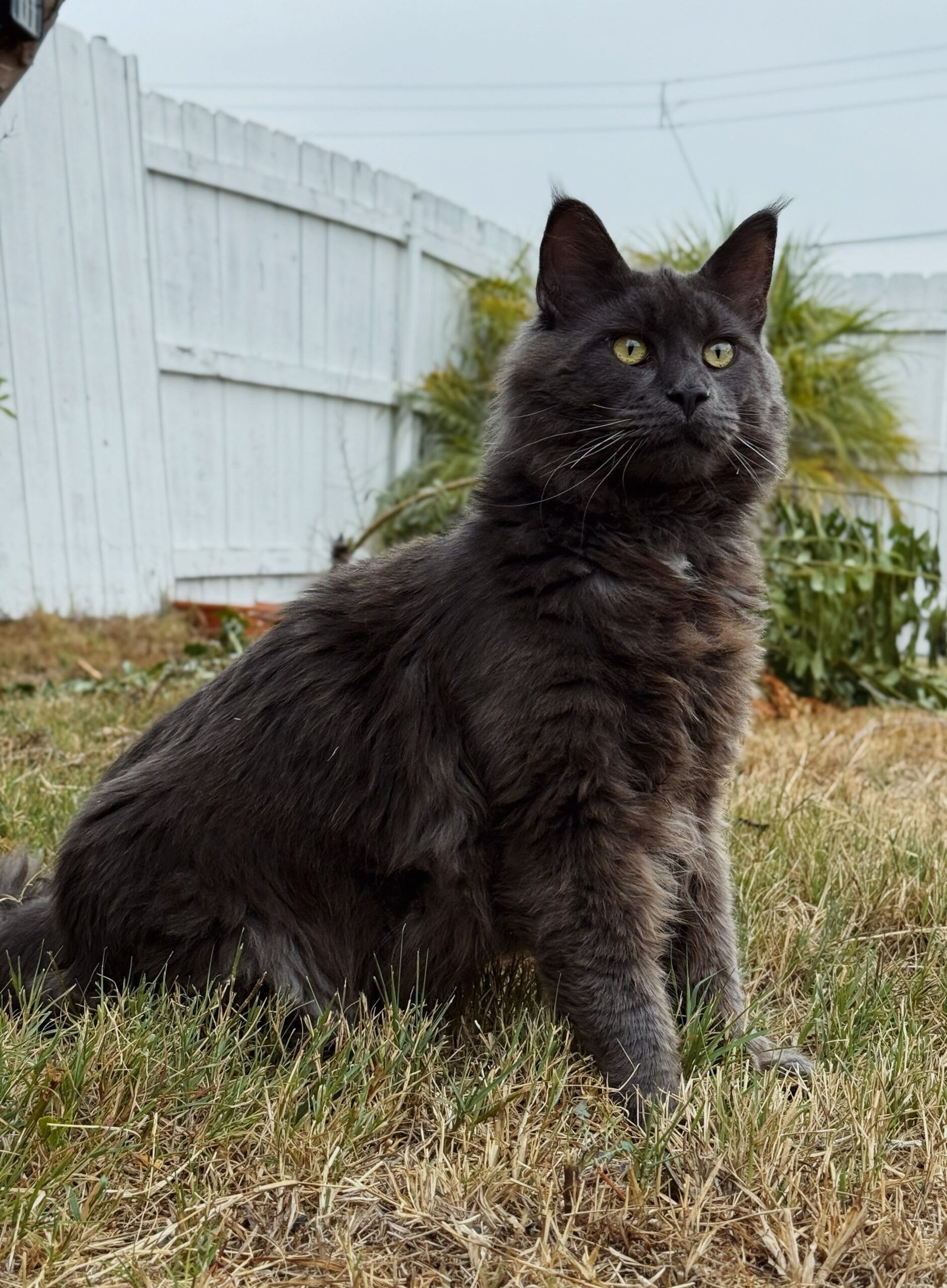 Gori of HausWhiskerfell