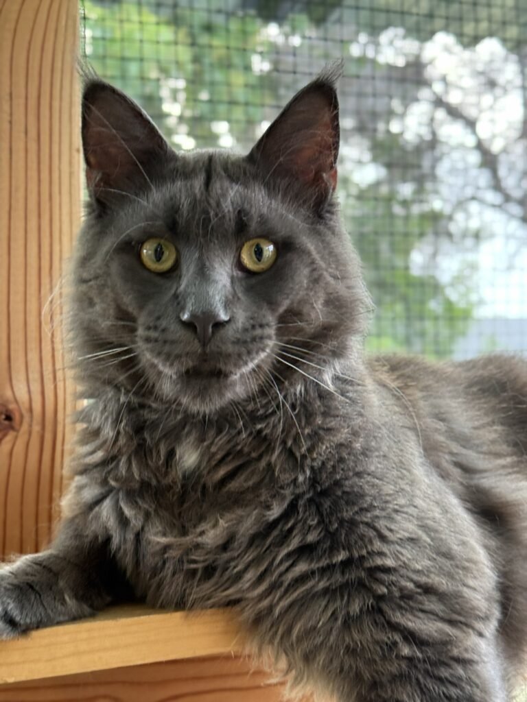 Gori of HausWhiskerfell